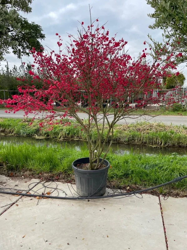 Euonymus Alatus Meerstammig (Gevleugelde Kardinaalsmuts)