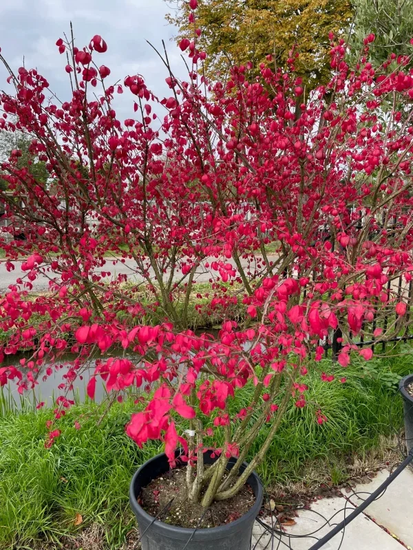 Euonymus Alatus Meerstammig (Gevleugelde Kardinaalsmuts)