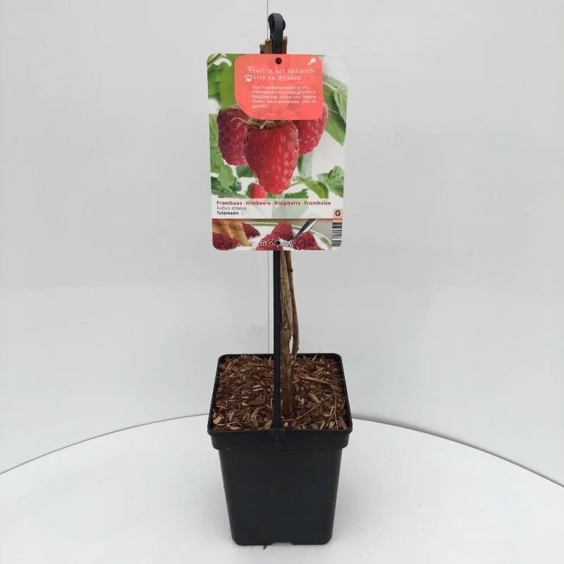 Framboos (Rubus Idaeus Glen Ample)-3