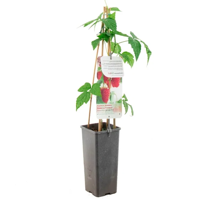 Framboos (Rubus Idaeus Autumn First)