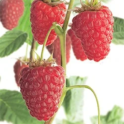 Framboos (Rubus Idaeus Autumn First)-2