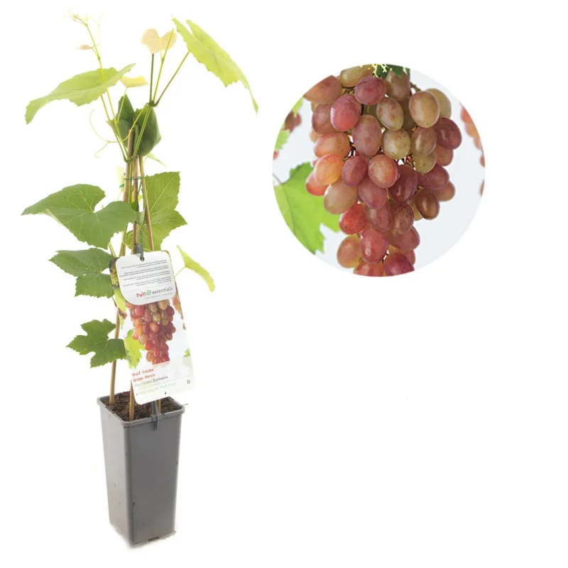 Vitis vinifera Katharina (Roze Druif)-1