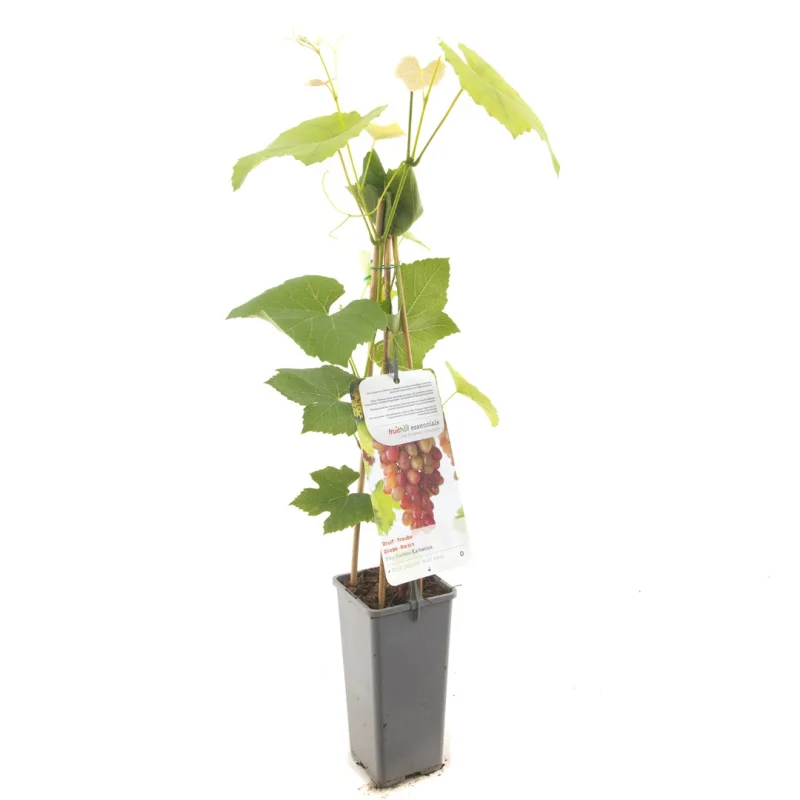 Vitis vinifera Katharina (Roze Druif)
