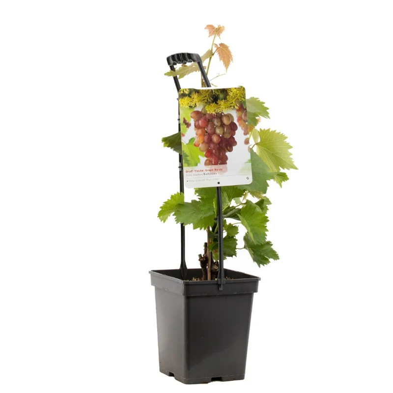 Vitis vinifera Katharina (Roze Druif)-3