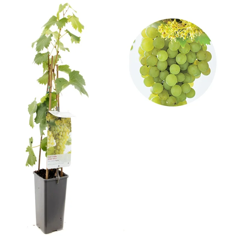 Vitis vinifera Fanny (Witte Druif)