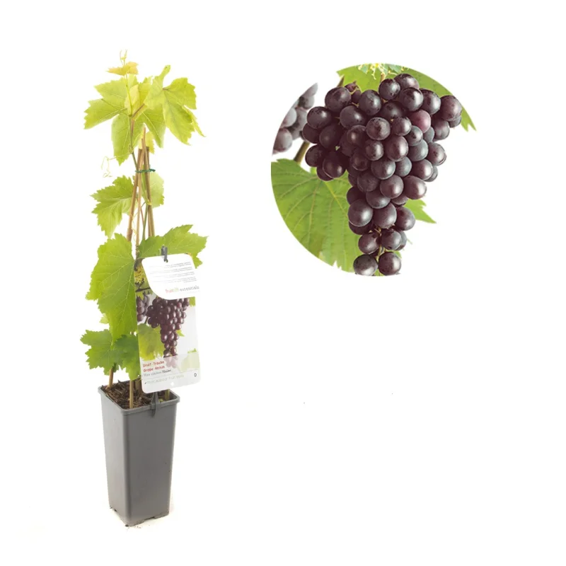 Vitis vinifera Heike (Rood Paarse pitloze Druif)