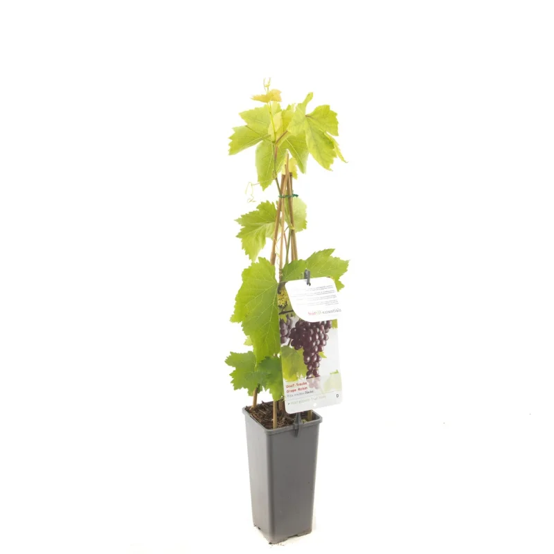 Vitis vinifera Heike (Rood Paarse pitloze Druif)