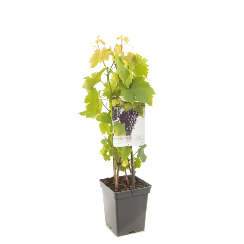 Vitis vinifera Heike (Rood Paarse pitloze Druif)-3