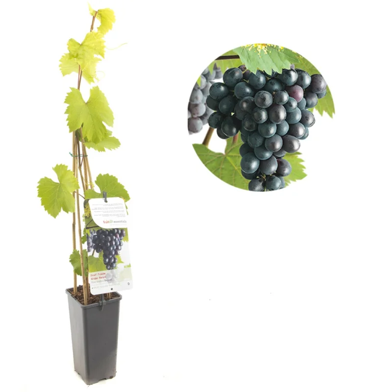 Vitis vinifera Regent (Blauwe Druif)