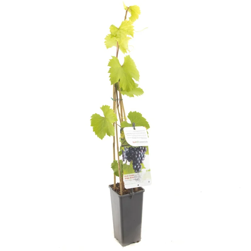 Vitis vinifera Regent (Blauwe Druif)-2