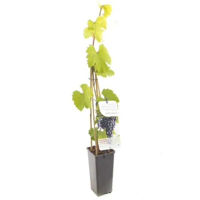 Vitis vinifera Regent (Blauwe Druif)