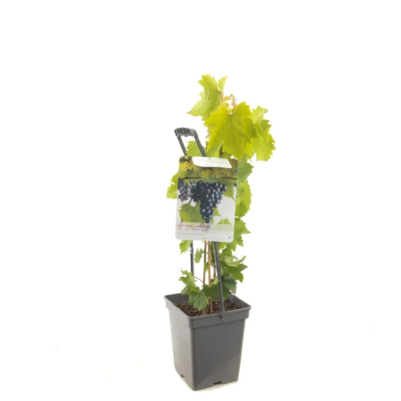 Vitis vinifera Regent (Blauwe Druif)-3