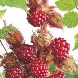 Japanse Wijnbes (Rubus phoenicolasius)