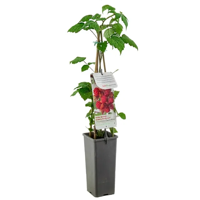 Japanse Wijnbes (Rubus phoenicolasius)