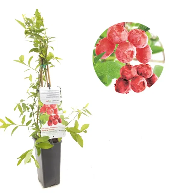 Roze Bosbes (Vaccinium corymbosum Pink Lemonade) Roze Bosbes (Vaccinium corymbosum Pink Lemonade)