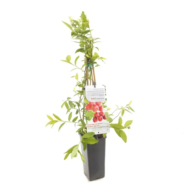 Roze Bosbes (Vaccinium corymbosum Pink Lemonade) Roze Bosbes (Vaccinium corymbosum Pink Lemonade)