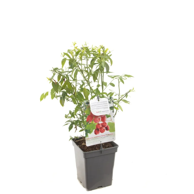 Roze Bosbes (Vaccinium corymbosum Pink Lemonade)-3