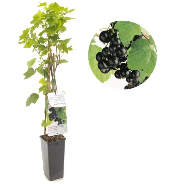Zwarte Bes (Ribes nigrum Titania) Zwarte Bes (Ribes nigrum Titania)