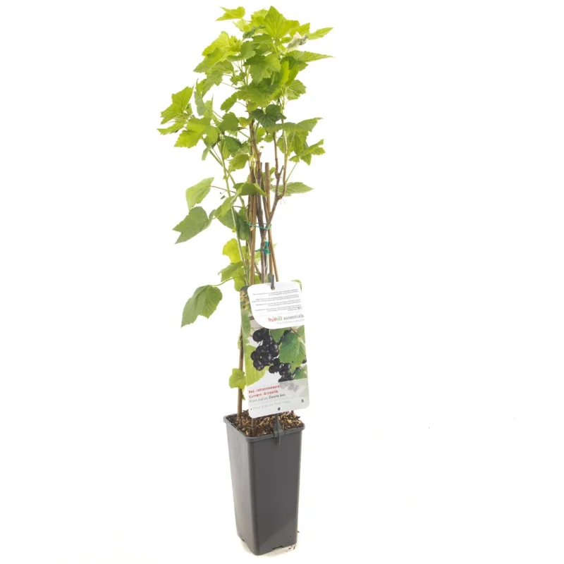 Zwarte Bes (Ribes nigrum Titania)
