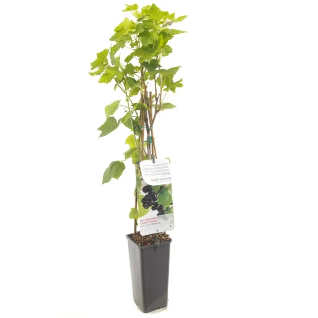 Zwarte Bes (Ribes nigrum Titania) Zwarte Bes (Ribes nigrum Titania)