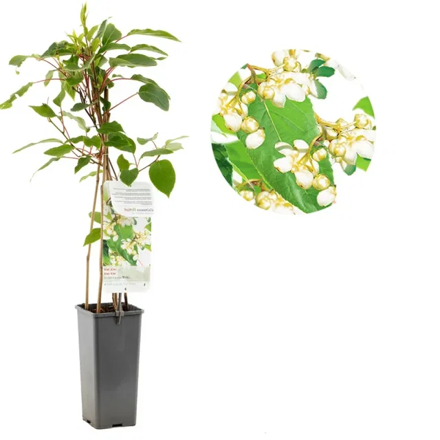 Mannelijke kiwiplant (Actinidia arguta Weikii)