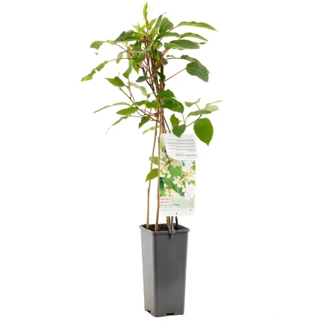Mannelijke kiwiplant (Actinidia arguta Weikii)