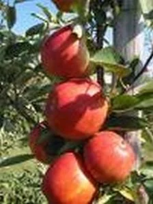Malus domestica Braeburn Leivorm (Braeburn Appelboom)-1