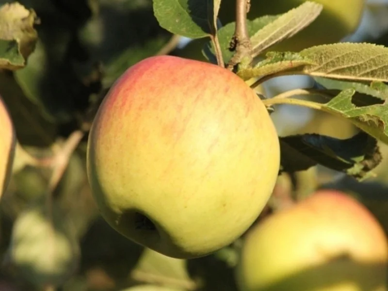 Malus domestica Notarisappel Leivorm (Notaris Appelboom Leivorm)