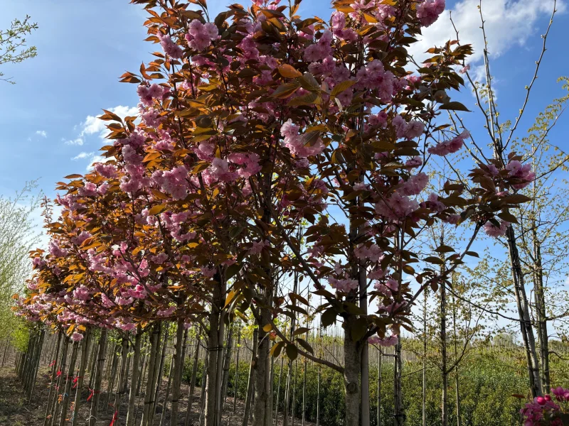 Prunus Serrulata Kanzan Doorgaande Kroon (Japanse Sierkers)