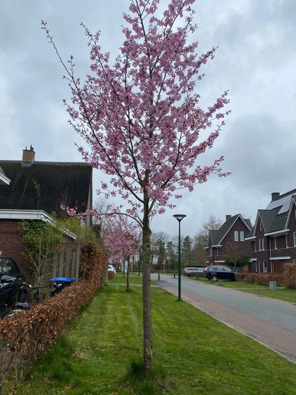 Prunus Serrulata Kanzan Doorgaande Kroon (Japanse Sierkers)