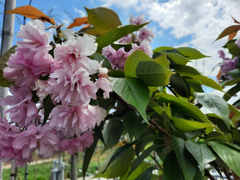 Prunus Serrulata Kanzan Doorgaande Kroon (Japanse Sierkers)-4