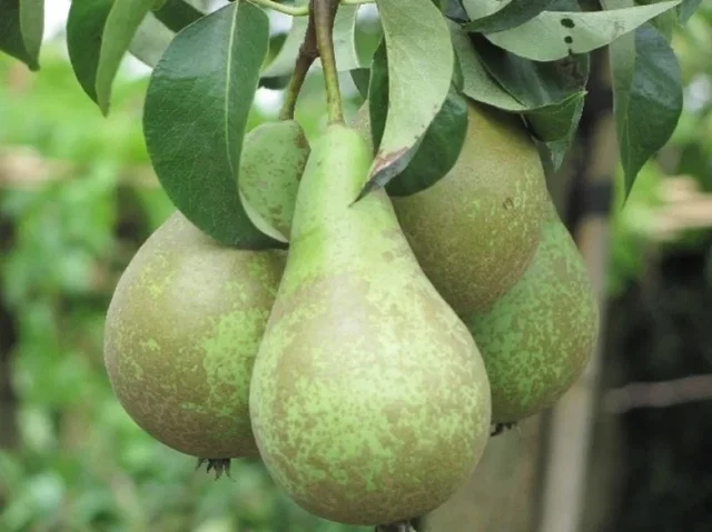 Leipeer Pyrus Communis Conference (Zelfbestuivende Perenboom)