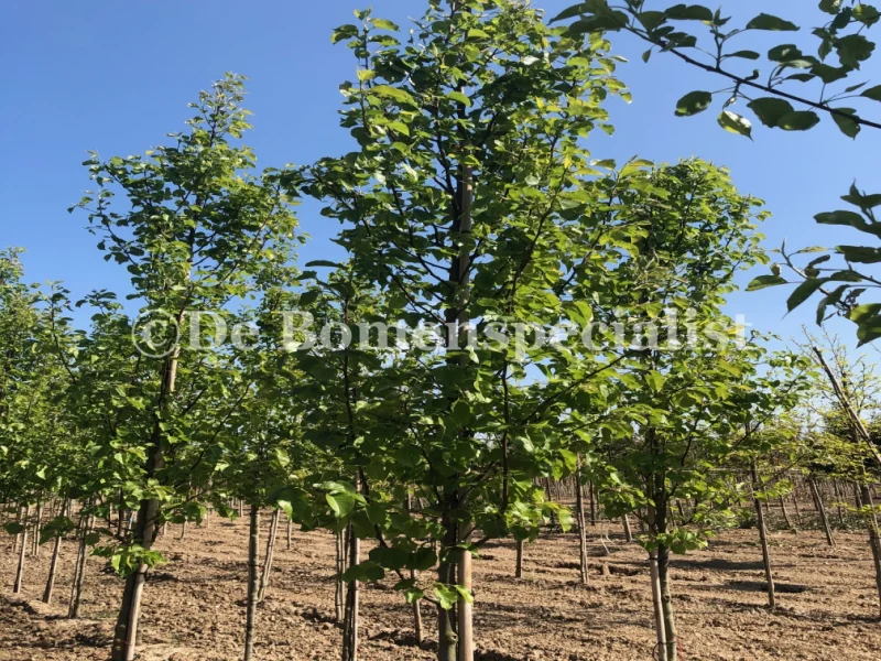 Leipeer Pyrus Communis Conference (Zelfbestuivende Perenboom)