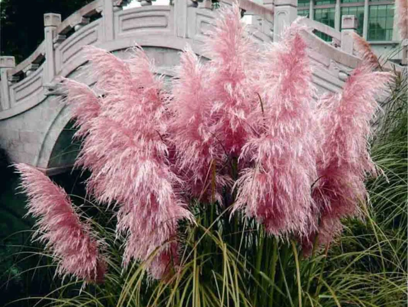 Cortaderia sell. 'Rosea' (Pampasgras Roze)