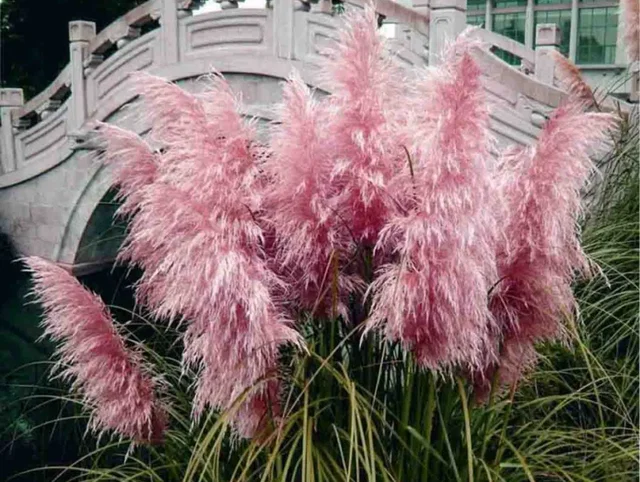 Cortaderia sell. 'Rosea' (Pampasgras Roze) Cortaderia sell. 'Rosea' (Pampasgras Roze)