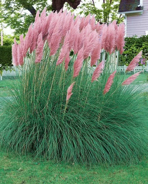 Cortaderia sell. 'Rosea' (Pampasgras Roze)