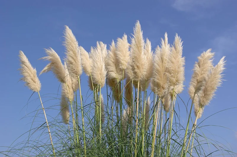 Cortaderia selloana (Pampasgras Groot)