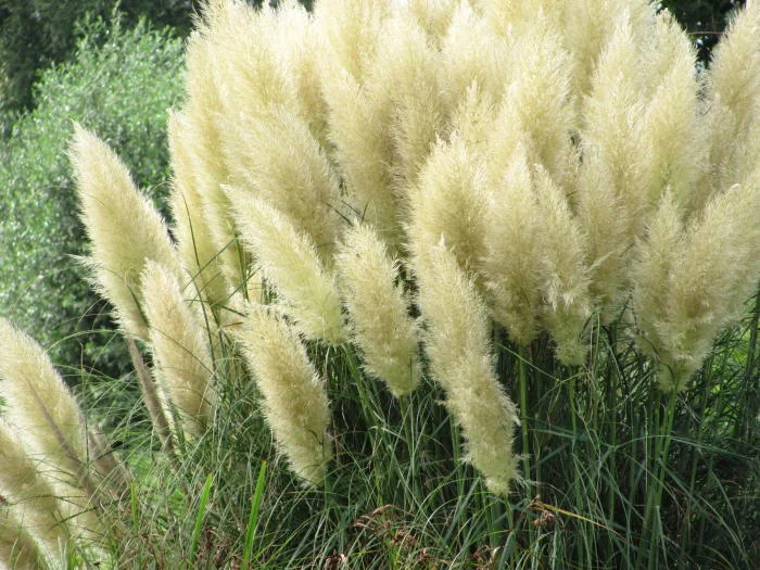Cortaderia selloana (Pampasgras Groot)