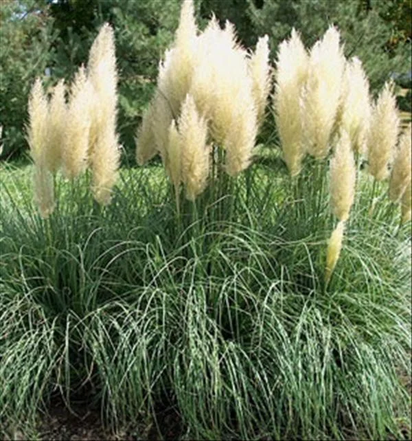 Cortaderia selloana (Pampasgras Groot)-3