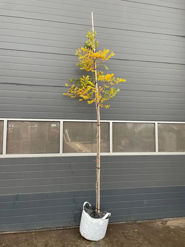 Gymnocladus Dioica (Doodsbeenderenboom)-2