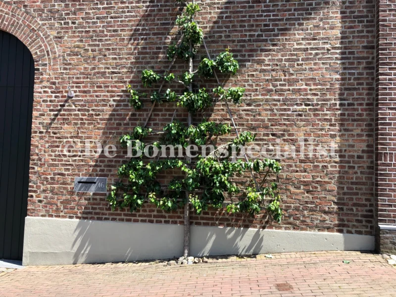 Leipeer Pyrus Communis Gieser Wildeman (Zelfbestuivende Perenboom)