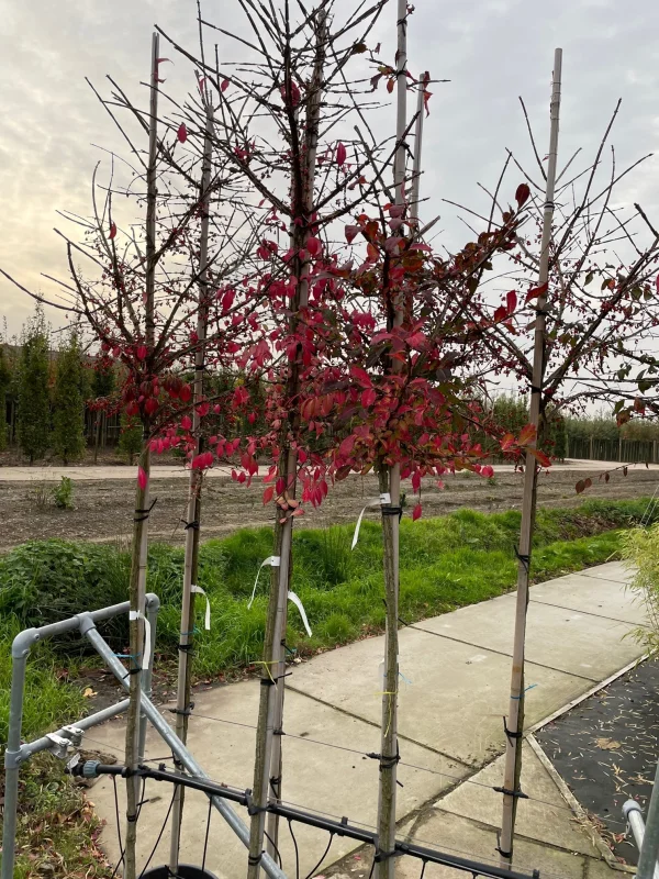 Euonymus Alatus (Gevleugelde Kardinaalsmuts)-2