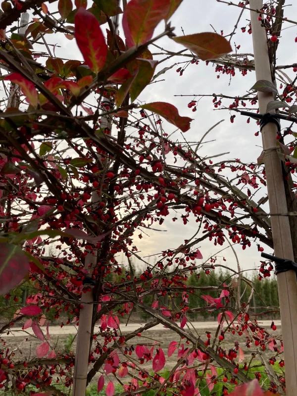 Euonymus Alatus (Gevleugelde Kardinaalsmuts)-3
