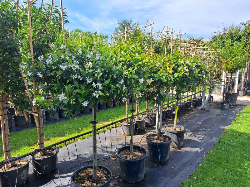 Trachelospermum Jasminoides Dakvorm Klein (Toscaanse Jasmijn dakvorm klein)