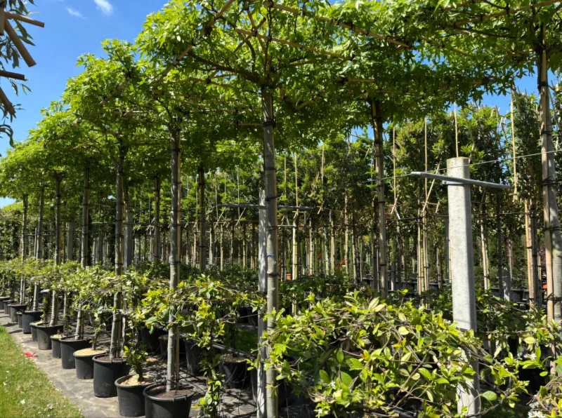 Trachelospermum Jasminoides Dakvorm Klein (Toscaanse Jasmijn dakvorm klein)-2