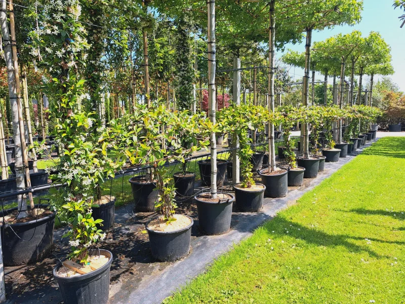 Trachelospermum Jasminoides Dakvorm Klein (Toscaanse Jasmijn dakvorm klein)-3