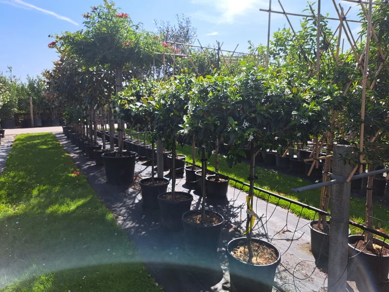 Trachelospermum Jasminoides Dakvorm Klein (Toscaanse Jasmijn dakvorm klein)-4