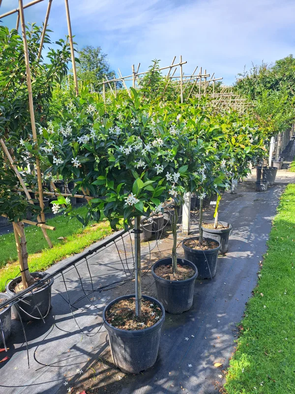 Trachelospermum Jasminoides Dakvorm Klein (Toscaanse Jasmijn dakvorm klein)-5
