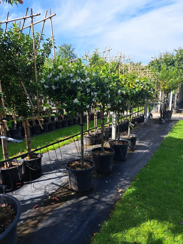 Trachelospermum Jasminoides Dakvorm Klein (Toscaanse Jasmijn dakvorm klein)-6