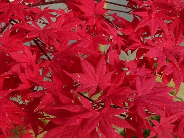 Acer Palmatum Osakazuki (Japanse Esdoorn)